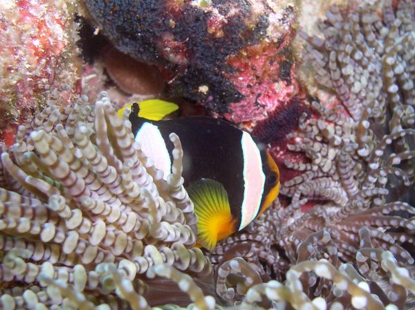 Poisson clown anemone  Amphiprion clarkii